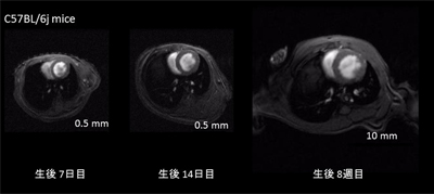 新生仔マウスの心発達評価