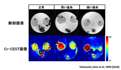 ラット下肢虚血　Cr-CESTイメージング