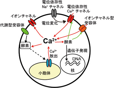 calcium pathway and function